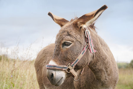 Donkey head. Close-up. In the meadow. Harnessの写真素材