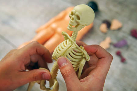 study of anatomy for children. Skeleton assembly in hands s childの写真素材