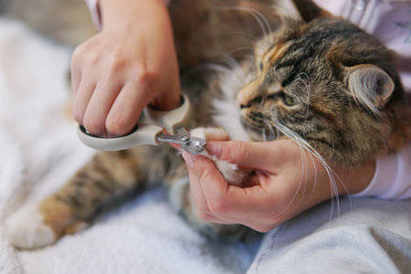Cat's getting a nail trim.Trimming cat's nails.Cutting off domestic cat's clawsの写真素材