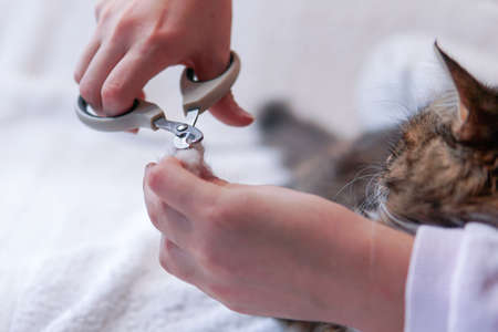 Nail clipping. Grooming. Girl hands. white careの写真素材