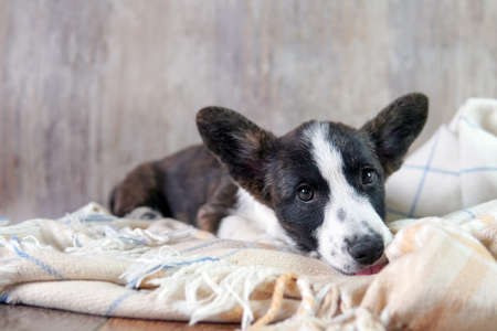 corgi puppy lies in a blanket on the floorの写真素材