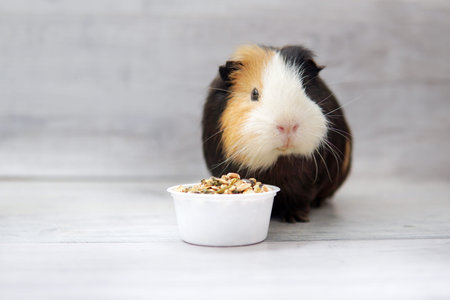 guinea pig black white red eat food