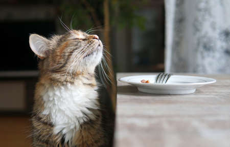 cat enjoying a delicious lunch. The cat is sitting at the table with a plateの写真素材