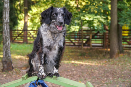 dog spaniel sitting on a slide outside. Learning for dogs