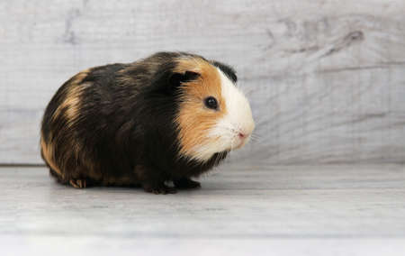 guinea pig. side view. black yellow whiteの写真素材