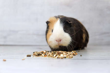 guinea pig eats feed seeds of grain on the floorの写真素材