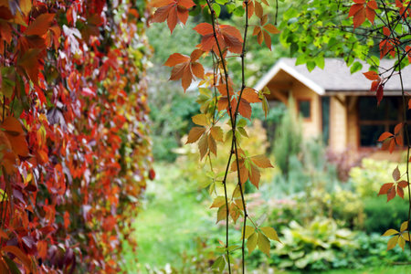 house in the garden. green bushes in summerの写真素材