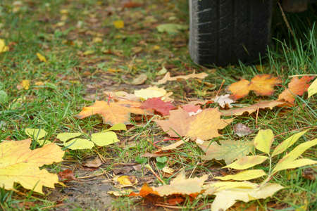 Car wheel on road. Yellow dry fallen maple leaves on grass. Golden autumn street.の写真素材