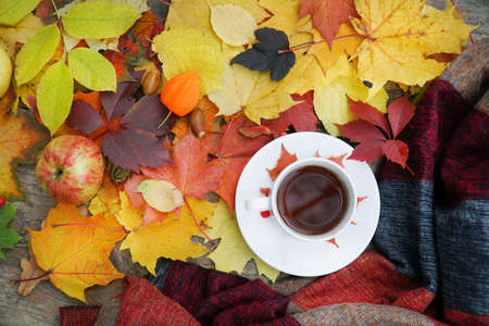 a cup of tea on a autumn leaves on a table with willow oak castings and apples and scarfの写真素材