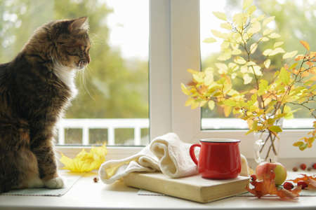 Autumn landscape Cat sits on the windowsill next to a book mug apple. Still lifeの写真素材