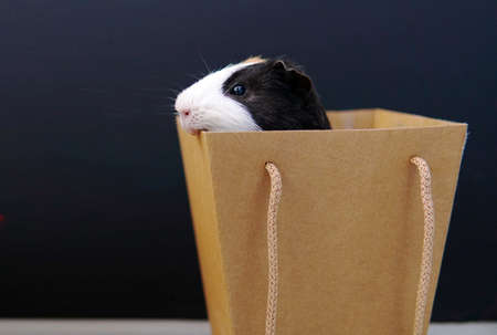 guinea pig in a box. Gift. on a black backgroundの写真素材