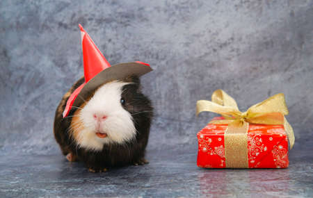 Guinea pig in a cap as a gift for christmas and new yearの写真素材