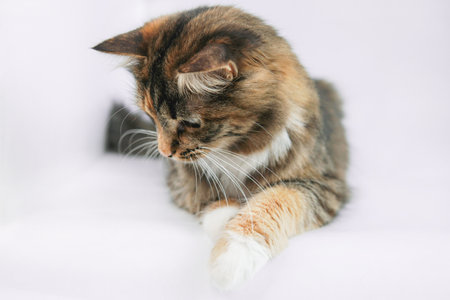 Portrait of a gray cat on a white background close-up isolateの写真素材