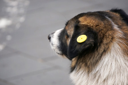 Stray dog with a close-up stamp on the ear