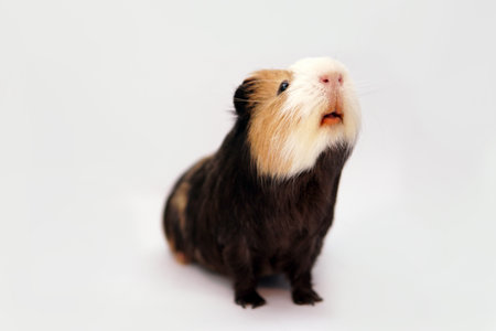 guinea pig on a white backgroundの写真素材