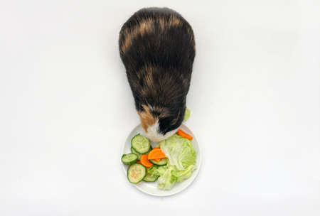 guinea pig eats a green salad cucumber carrots on a white background top view. Pets, food, care. Isolateの写真素材