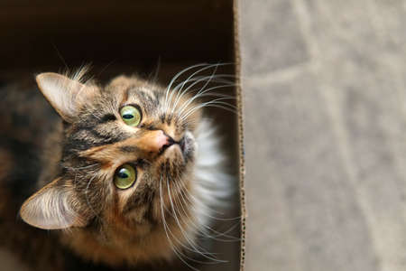 Cat sitting in a box and looking up by bug green eyesの写真素材