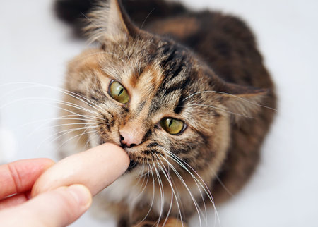Cat eats a sausage from women's hands. top view