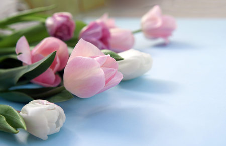 a bouquet of pink delicate tulips lies on a blue background