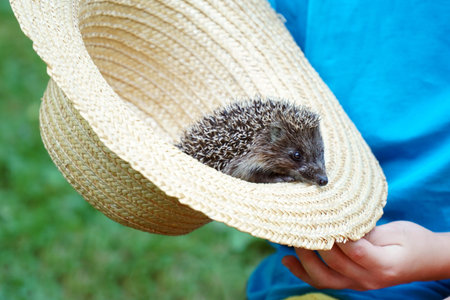 A little hedgehog in a hat in the hands of a childの写真素材