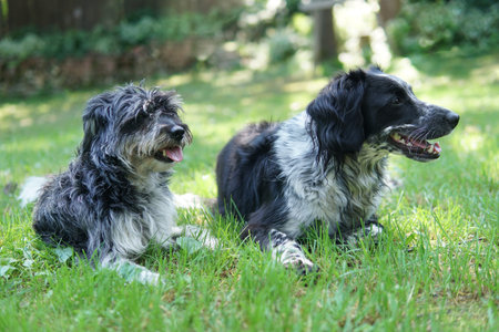 Two dogs lying on the grass