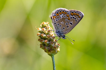 Butterfly macro image with green backgroundの写真素材