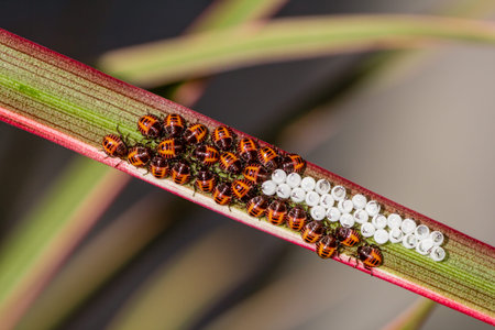 Small eggs of bedbugs newly hatched