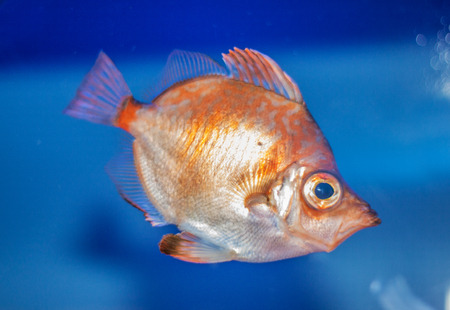 little aquarium of Genoa orange fishの写真素材