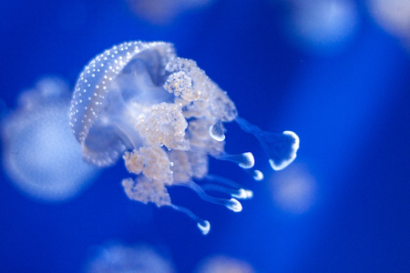 The jellyfish is a tedious and fascinating animal.の写真素材