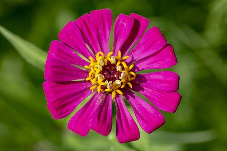 a beautiful Zinnia of a bright pink colorの写真素材