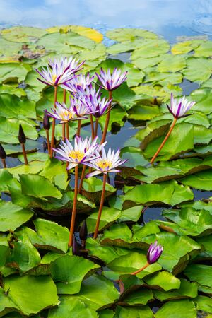 pond with wild flowersの写真素材