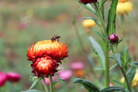 Bee sucking flowers