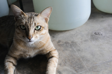 Thai cat sitting and looking at the cameraの写真素材