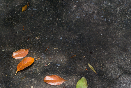 dry leaf on wet concrete floor.の写真素材