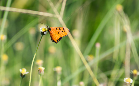 butterfly swarm flower in prairie