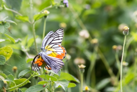butterfly breed in the fieldの写真素材