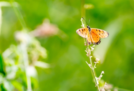 butterfly breed in the fieldの写真素材