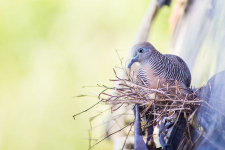 pigeon hatching in the nest on Wipers of old truck.の写真素材
