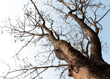 dead tree and clear sky