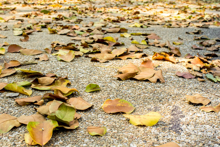 dry leaves in the groundの写真素材