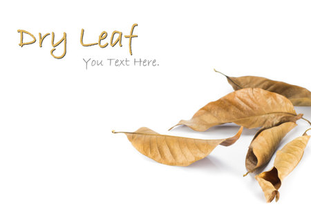 Dead leaf on white isolated background