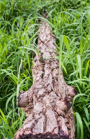 Timber log is cut on the grass green. cut tree is deforestation. Hydration and destruction.の写真素材