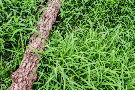 Timber log is cut on the grass green. cut tree is deforestation. Hydration and destruction.の写真素材