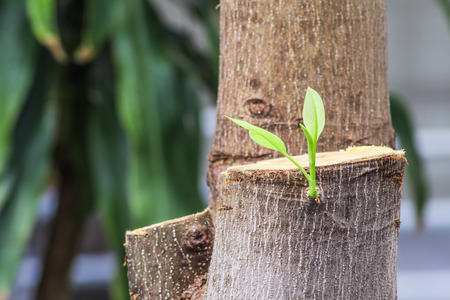 Tree are cut and regeneration and growth arowthの写真素材