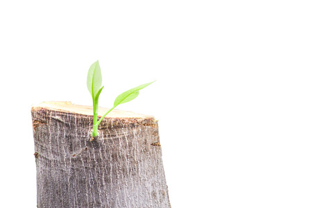 Tree are cut and regeneration and growth arowth in white isolate backgroundの写真素材