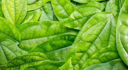 leaf multiply texture for backgroundの写真素材