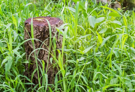 Tree stump on a green grass . Tree are being cut . Cut tree is deforestation.の写真素材