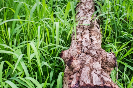 Timber log is cut on the grass green. cut tree is deforestation. Hydration and destruction.の写真素材