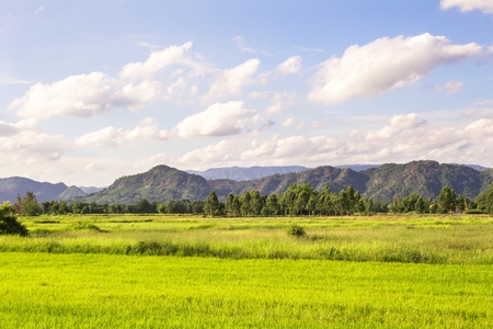 Nature landscape of green rice field with mountains and blue sky background.の写真素材
