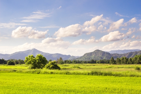 Nature landscape of green rice field with mountains and blue sky background.の写真素材